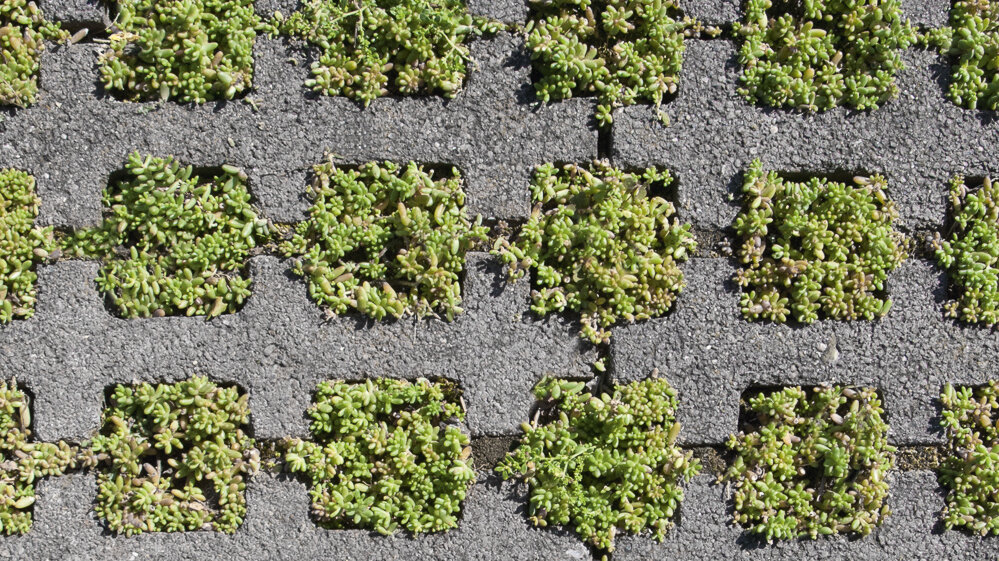 Hydropor Rasenwabe Hydropor Rasenwabe Standard Grau