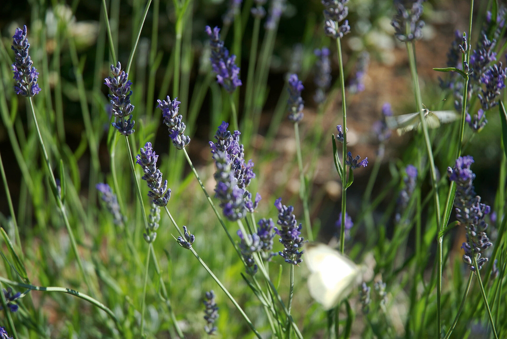 Lavendel für den pflegeleichten Garten.