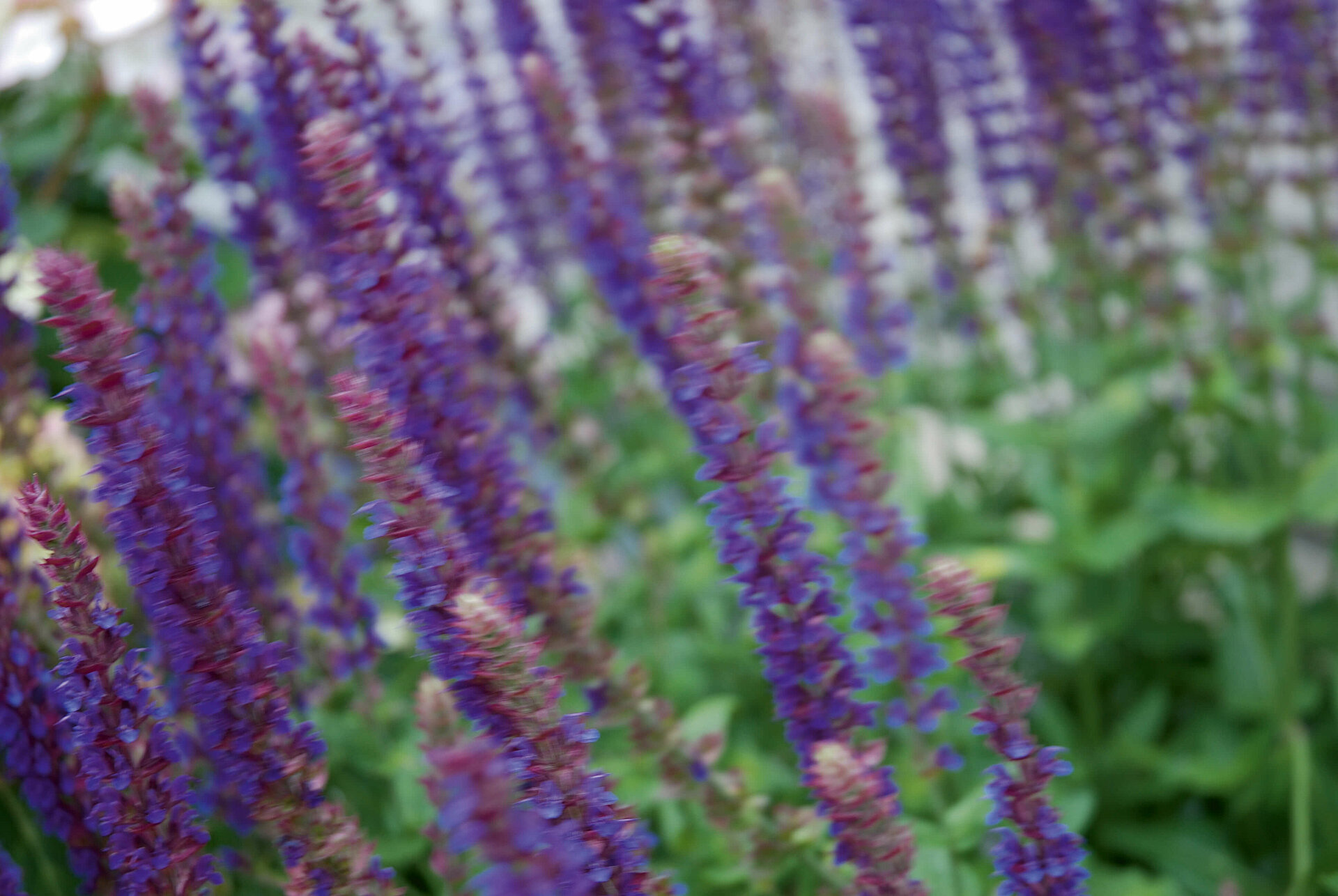 Sträucher, die sich für den pflegeleichten Garten eignen.